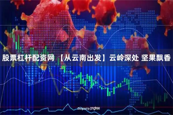 股票杠杆配资网 【从云南出发】云岭深处 坚果飘香